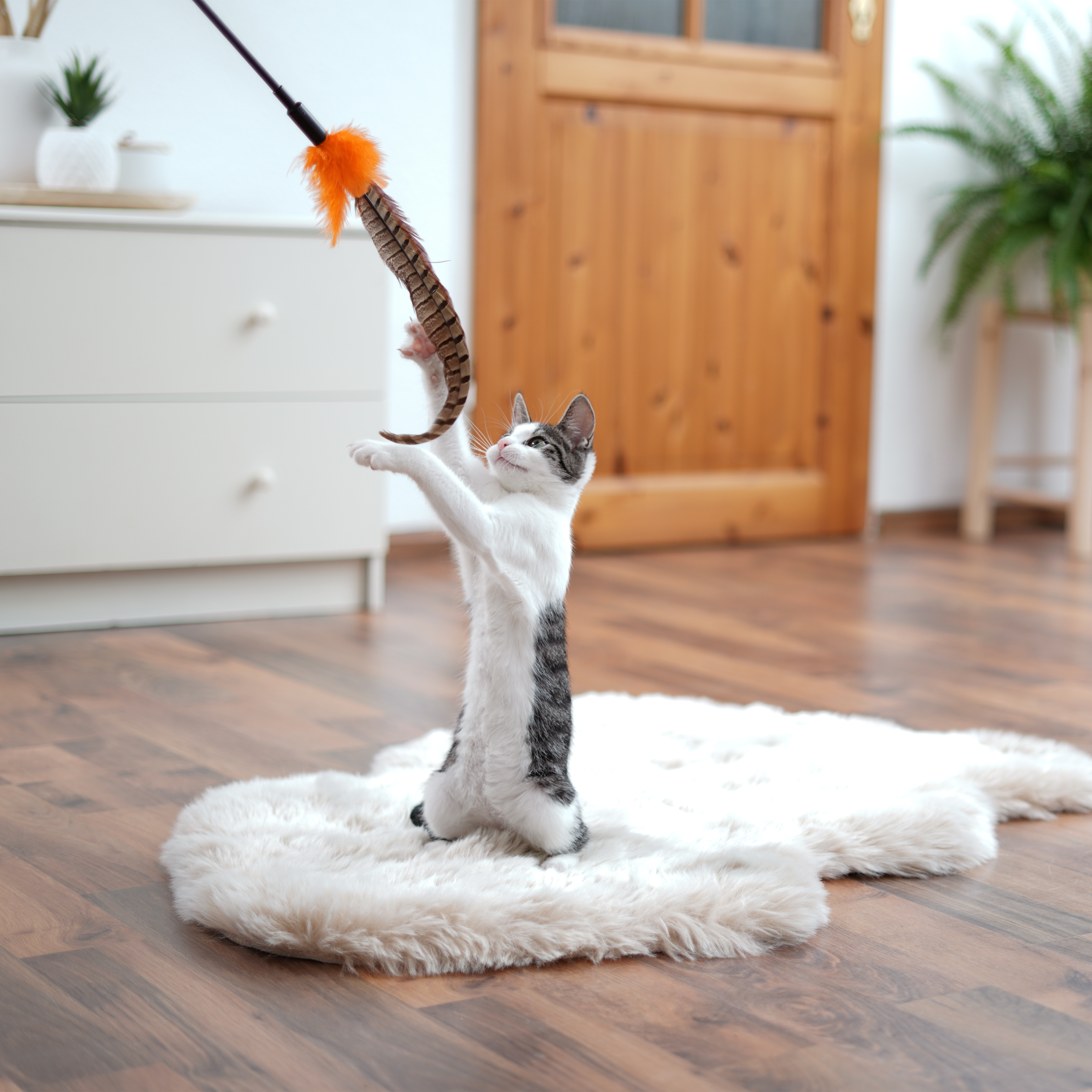 Schlitzohr Katzenangeln Schlitzohr Federwedel Birdy 3er Pack