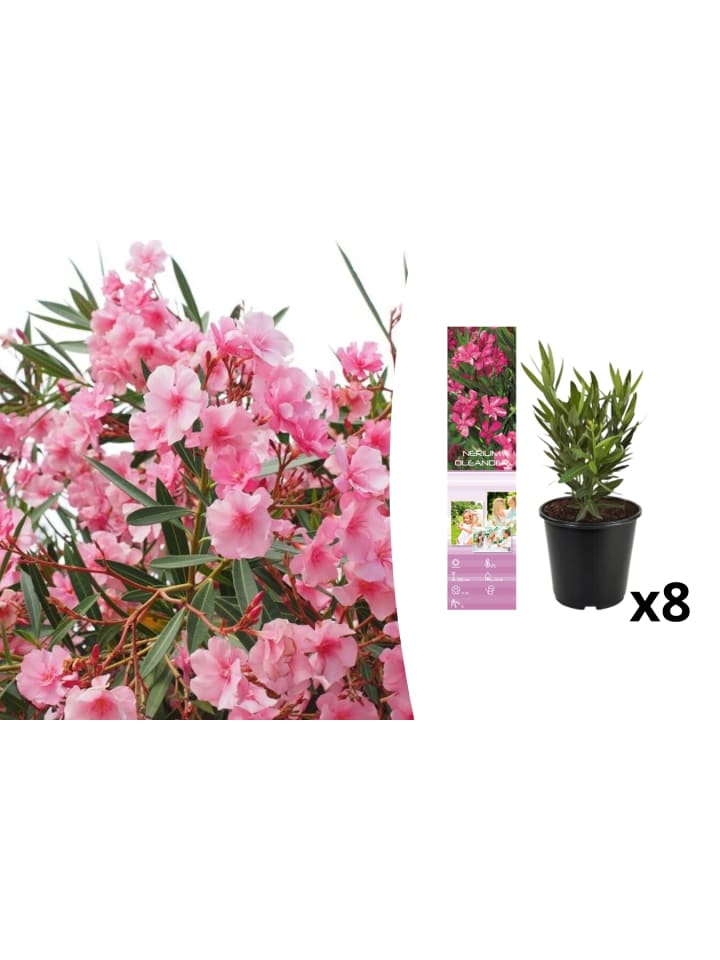 OH2 8er-Set: Tropische Oleanderpflanzen in Pink günstig kaufen onesize