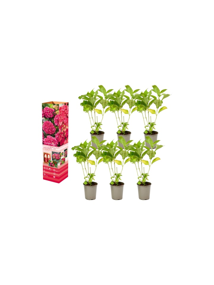 OH2 6-er: Set Hortensie (Hydrangea macrophylla) in Rot günstig kaufen onesize