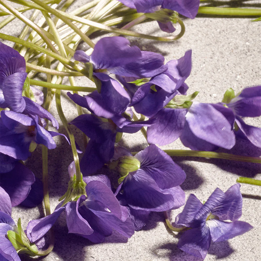 Sweet Violet - toaletna voda
