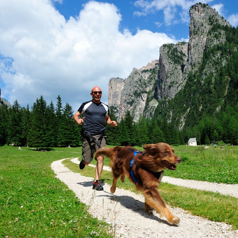 NEEWA Canicross Jogging Gurt zu TOP-Preisen % bei bitiba.de