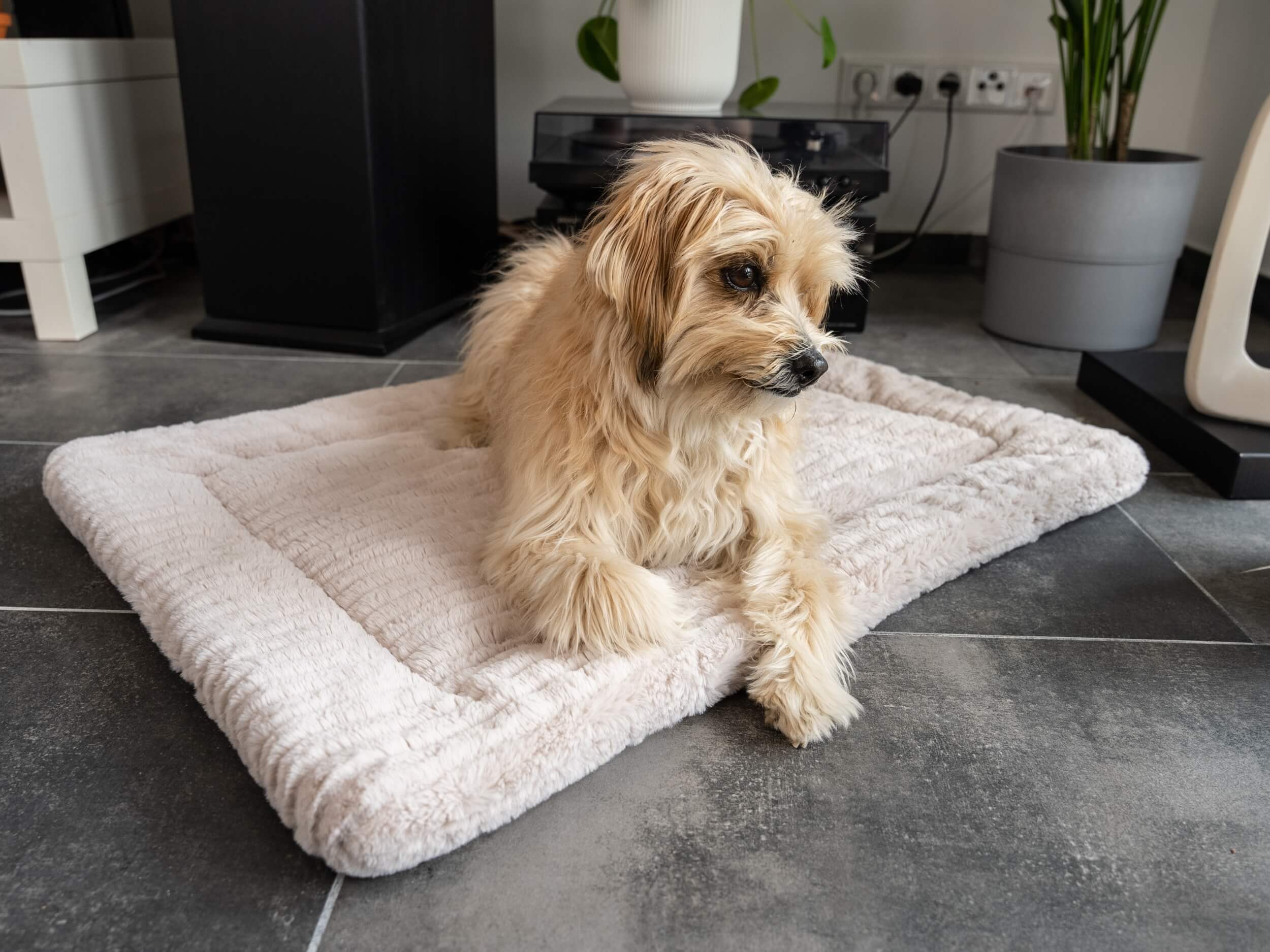TrendPet Hundedecken TrendPet Harmony gefütterte Liegedecke creme S
