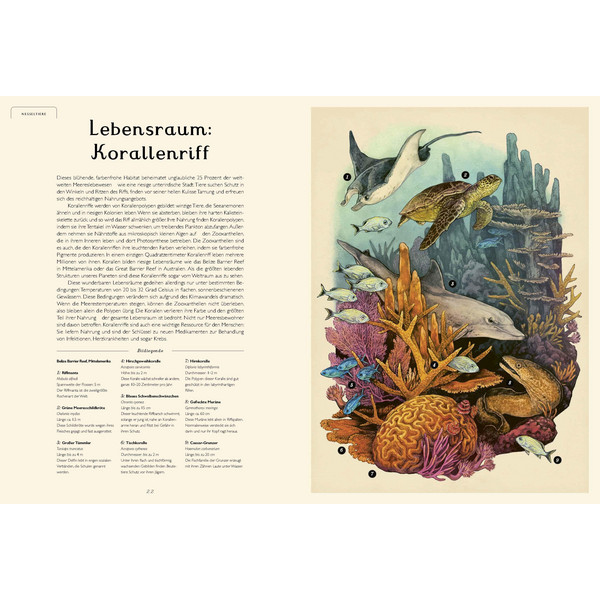 DAS MUSEUM DES MEERES - Kinderbuch