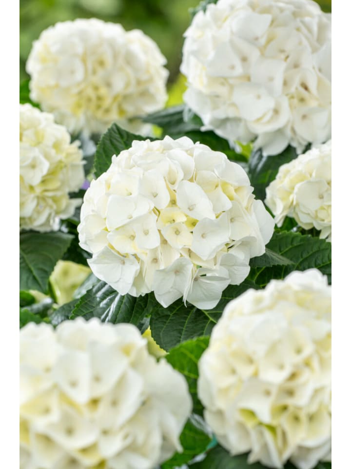 OH2 3-er: Set Hortensie (Hydrangea macrophylla) in Weiss günstig kaufen onesize