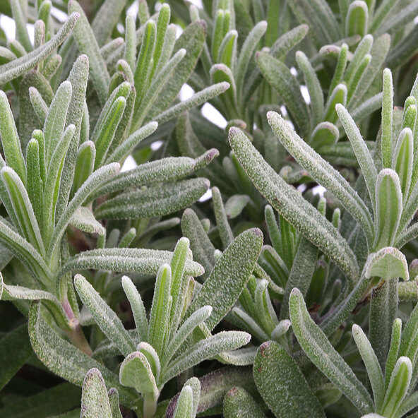 Lavendel „Wolkenduft-Trio“ 3er-Set