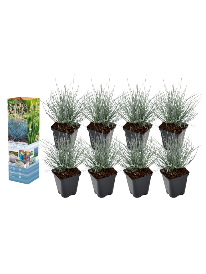 OH2 8er-Set: Festuca Glauca Elijah Blue in Blau günstig kaufen onesize