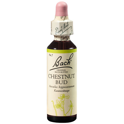 BACHBLÜTEN Chestnut Bud Tropfen  20 ml  Tropfen