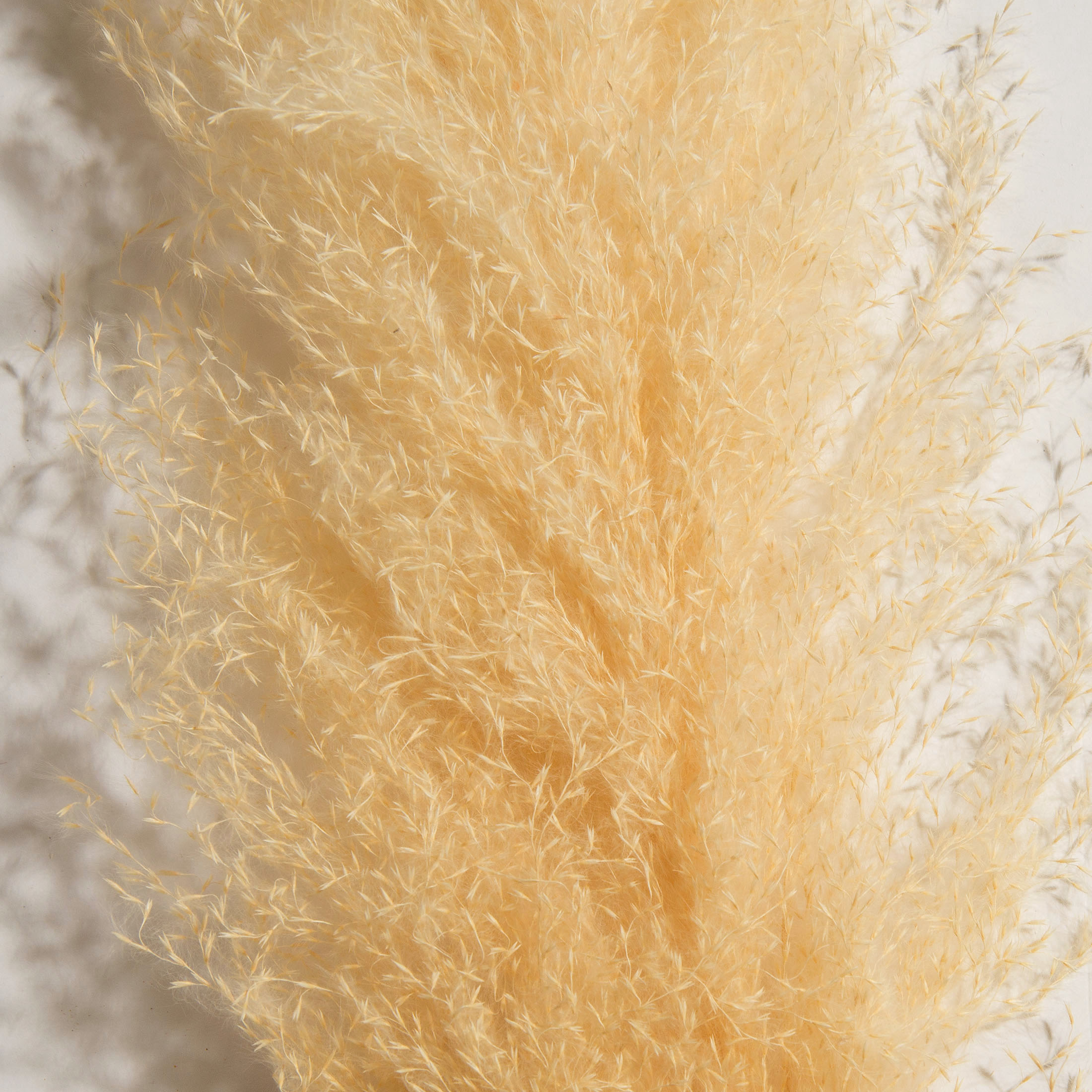 Pampasgrasbündel 3er Trockenblume, Beige