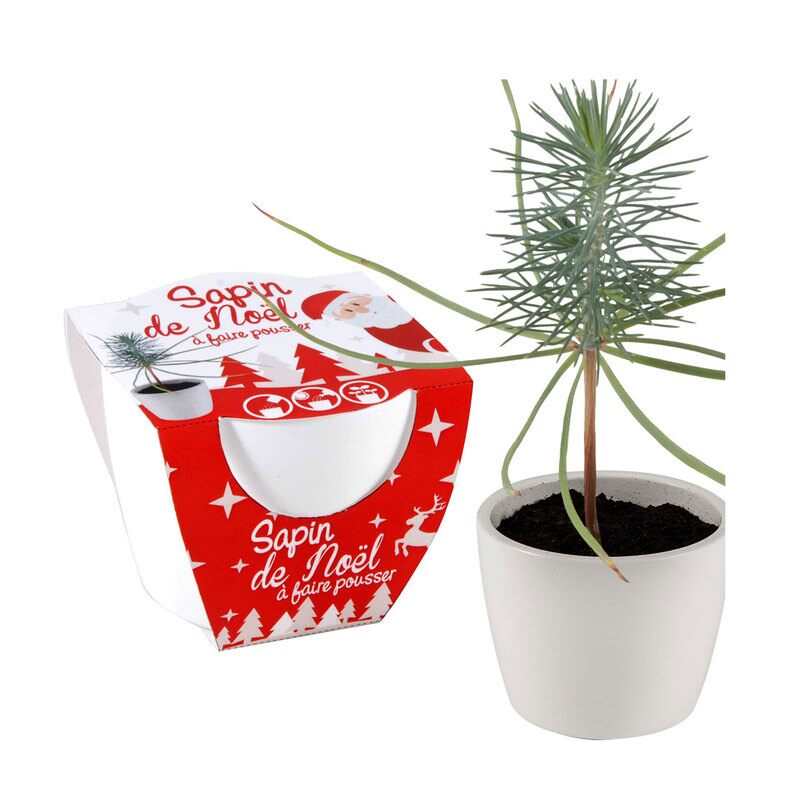 Sapin de Noël à faire pousser Radis et capucine