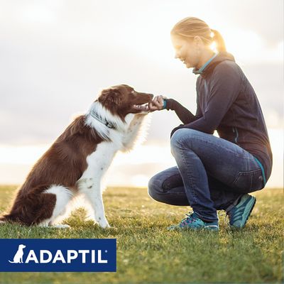 ADAPTIL® Calm Halsband für Hunde