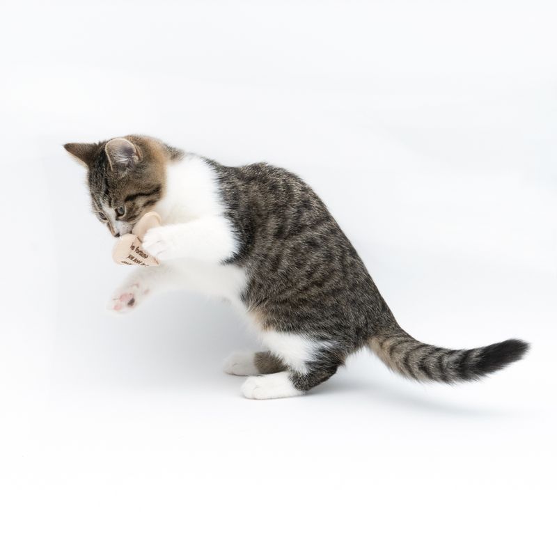 TIAKI Glückskekse mit Katzenminze zu TOP-Preisen