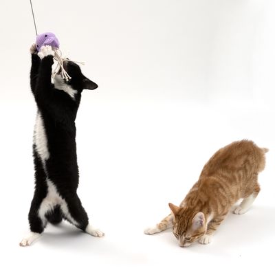 TIAKI Katzenangel Squishy