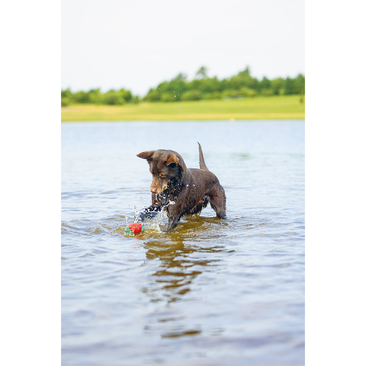 Beeztees Hundespielzeug Splashball 3 Stück kaufen bei ZooRoyal