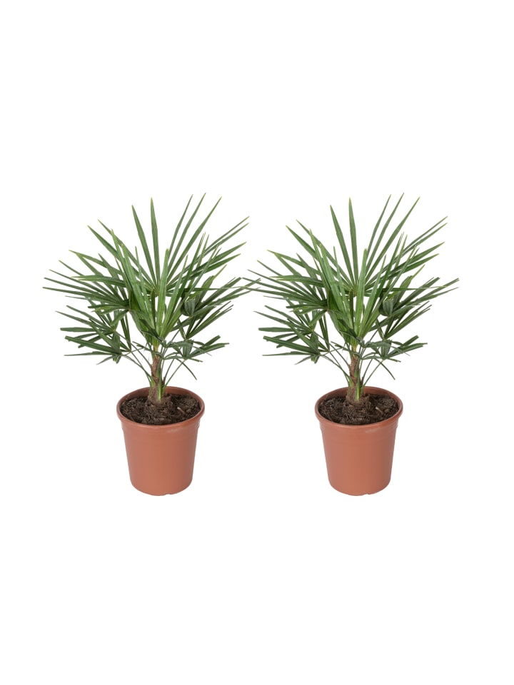 OH2 2er-Set: Trachycarpus fortunei Groß in Grün günstig kaufen onesize