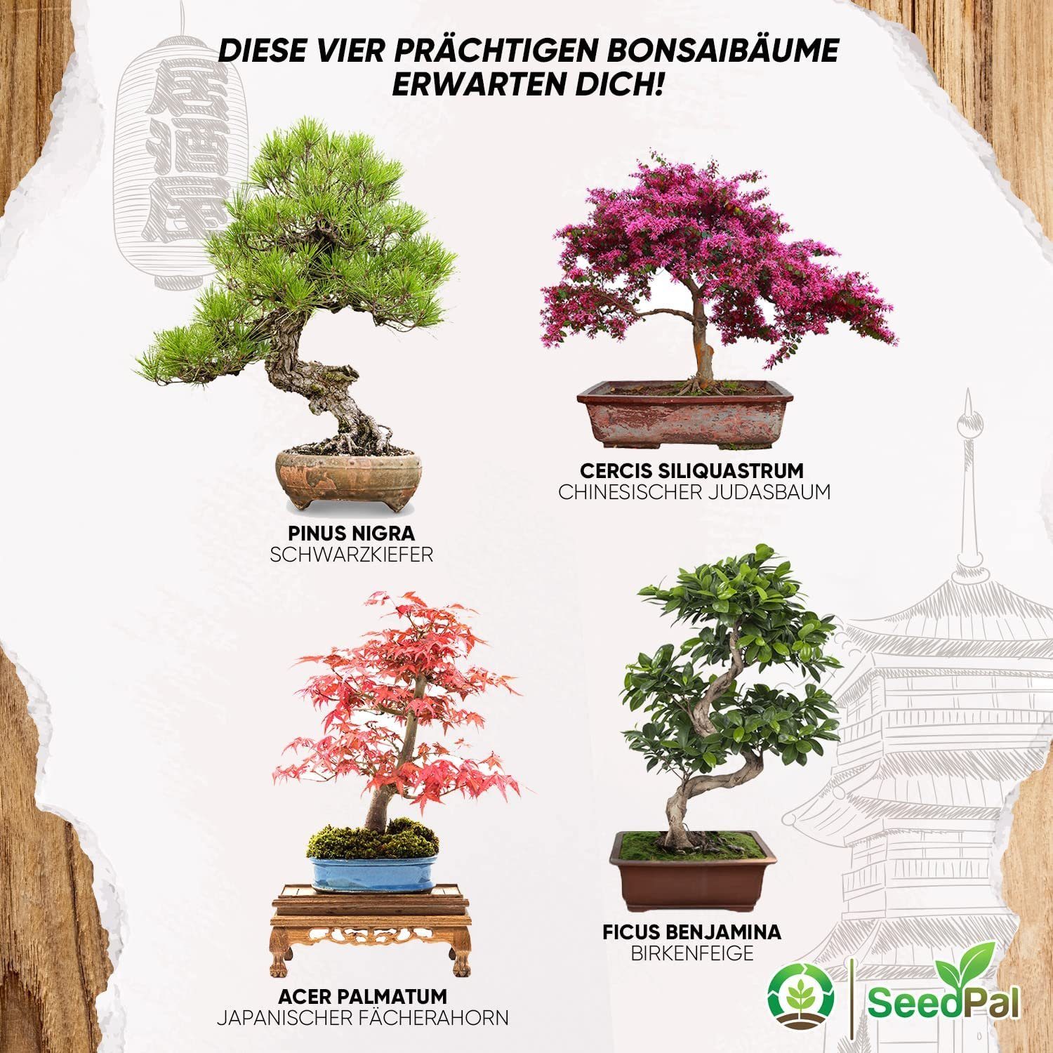 Kunstbonsai Easy Bonsai Starter Kit - Bonsai Anzuchtset 4 versch. Bonsai Samen Bonsaisamen, SeedPal, In Zusammenarbeit mit der niederbayrischen Lebenshilfe