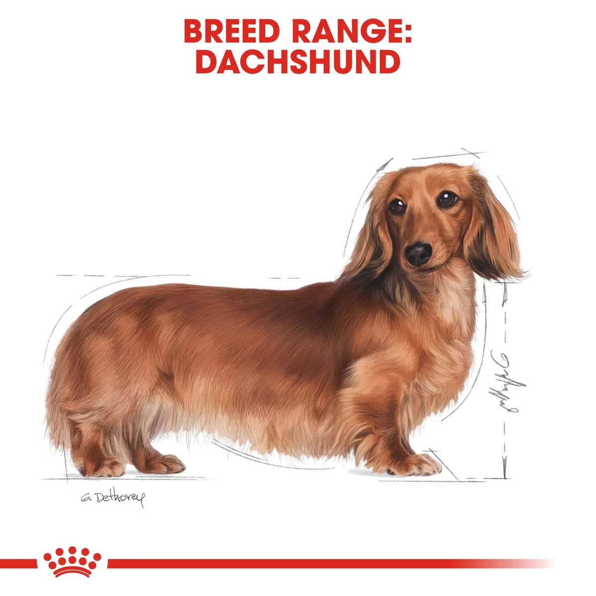 ROYAL CANIN Dachshund Adult Hundefutter nass für Dackel 12x85g