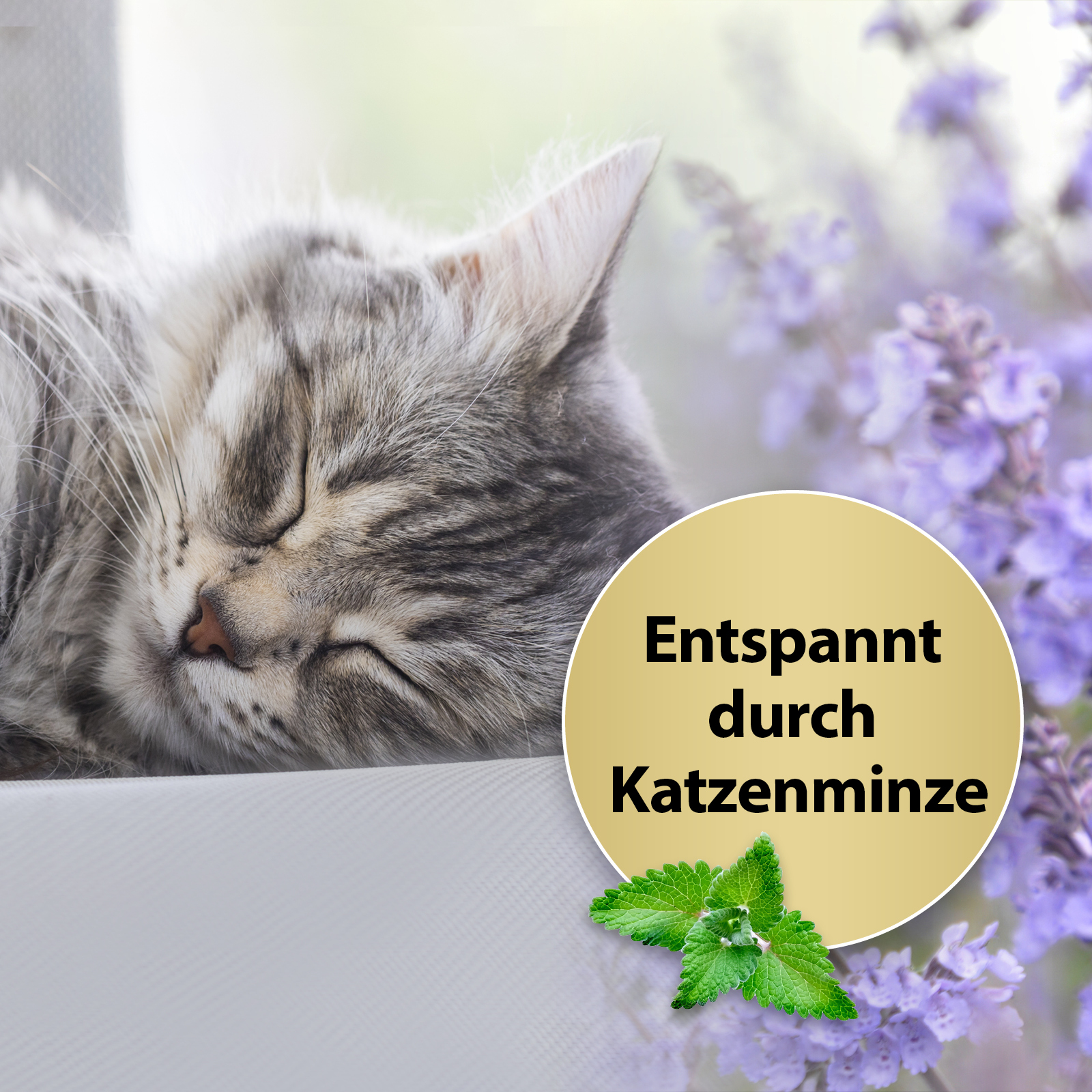 Felisept Beruhigungsmittel Felisept Home Comfort Beruhigungshalsband für Katzen