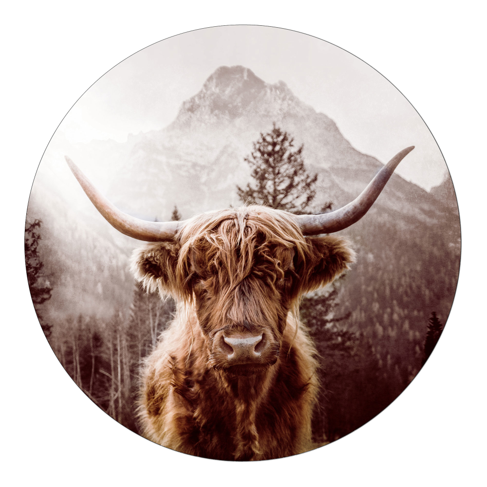 Bild Scottish Highland Cattle