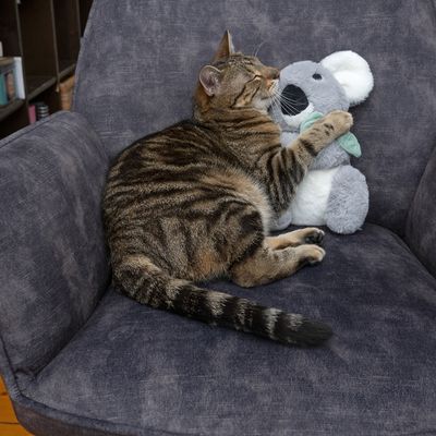 Katzenspielzeug Kiki