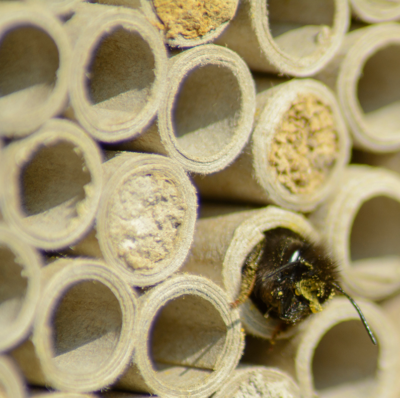 Dobar Insekten Dobar Großes Profi-Insektenhotel