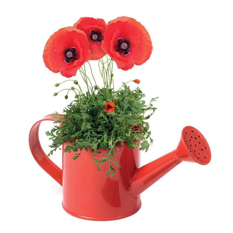 Arrosoir Coquelicot à faire pousser Oxybul