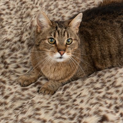 Kuscheldecke Leo