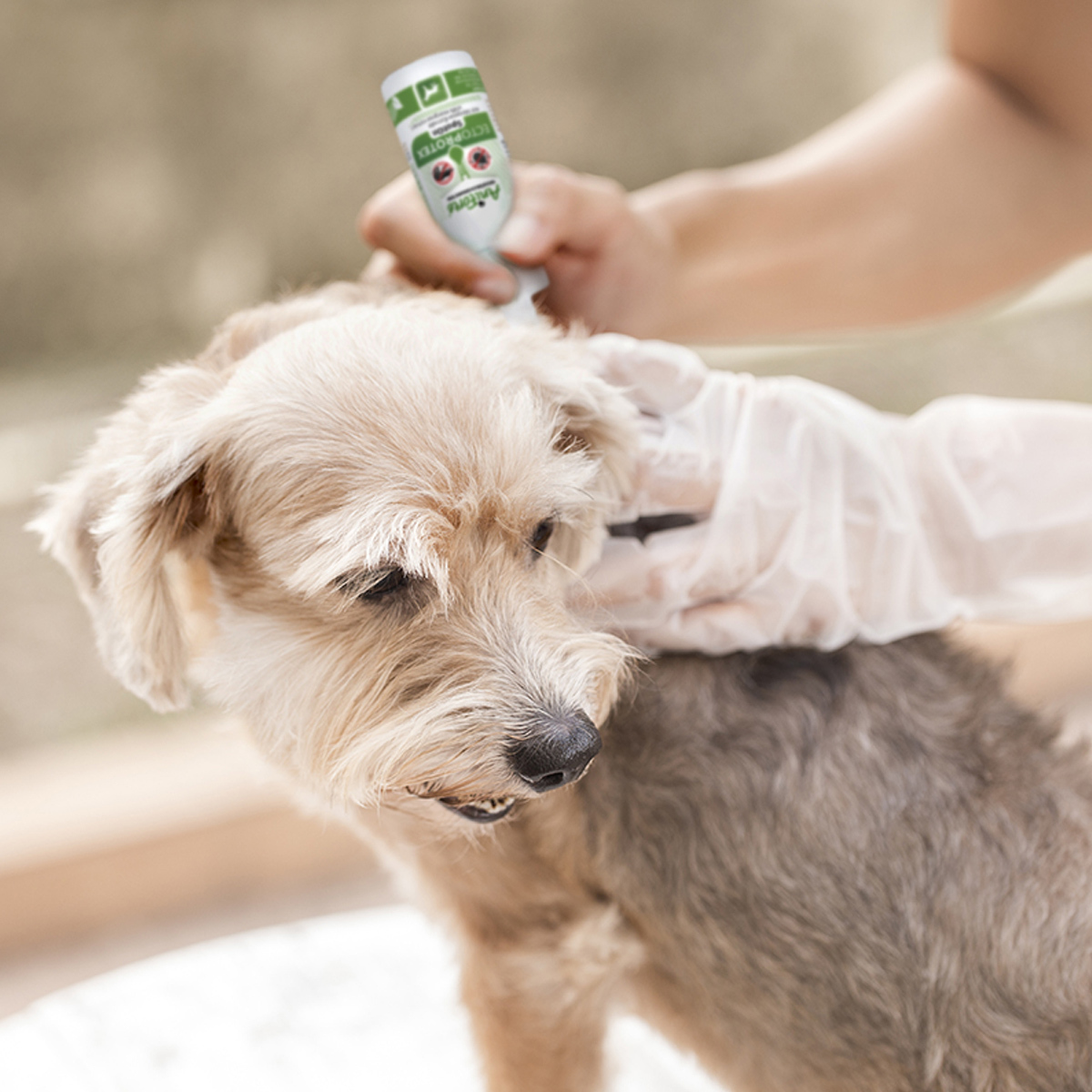 Aniforte Floh- & Zeckenmittel Aniforte Spot-on für Hunde Ectoprotex