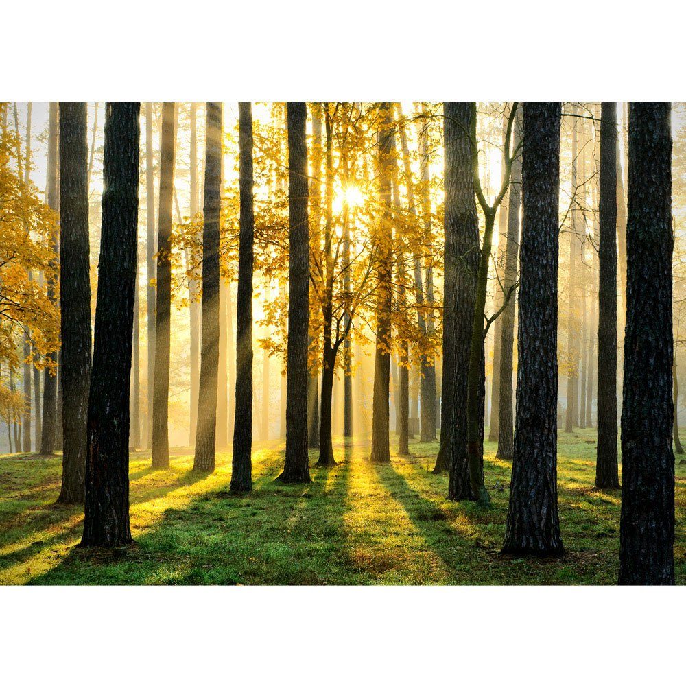 liwwing Fototapete Fototapete Wald Bäume Sonnenstrahlen grün Ruhe liwwing no. 62, Wald