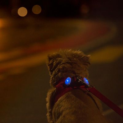 Curli luumi LED 2 Stück