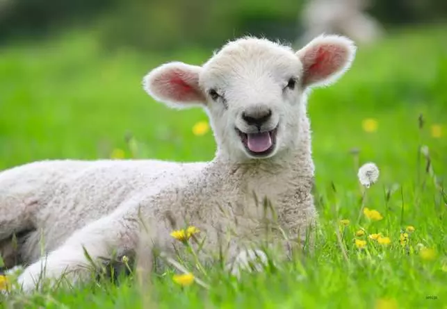 Kinderpuzzle ab 3 Jahren - Unsere Bauernhoftiere - 12 Teile