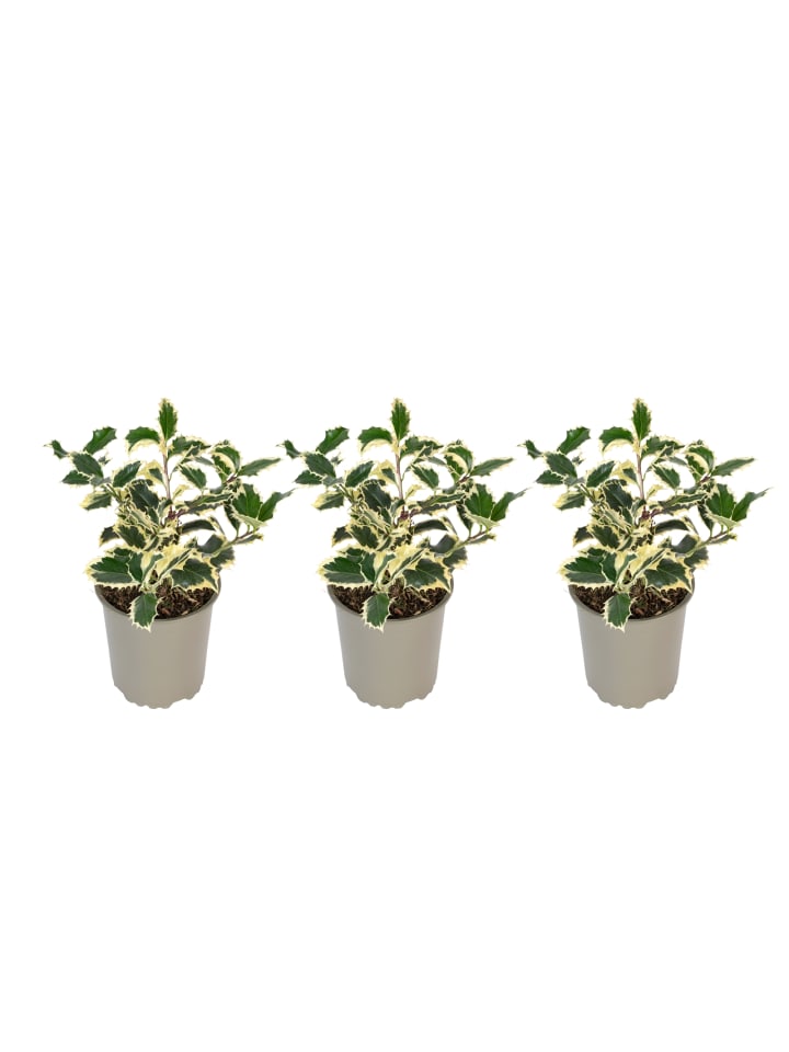 OH2 3er-Set Ilex aquifolium 'Argentea Marginata in Grün günstig kaufen onesize