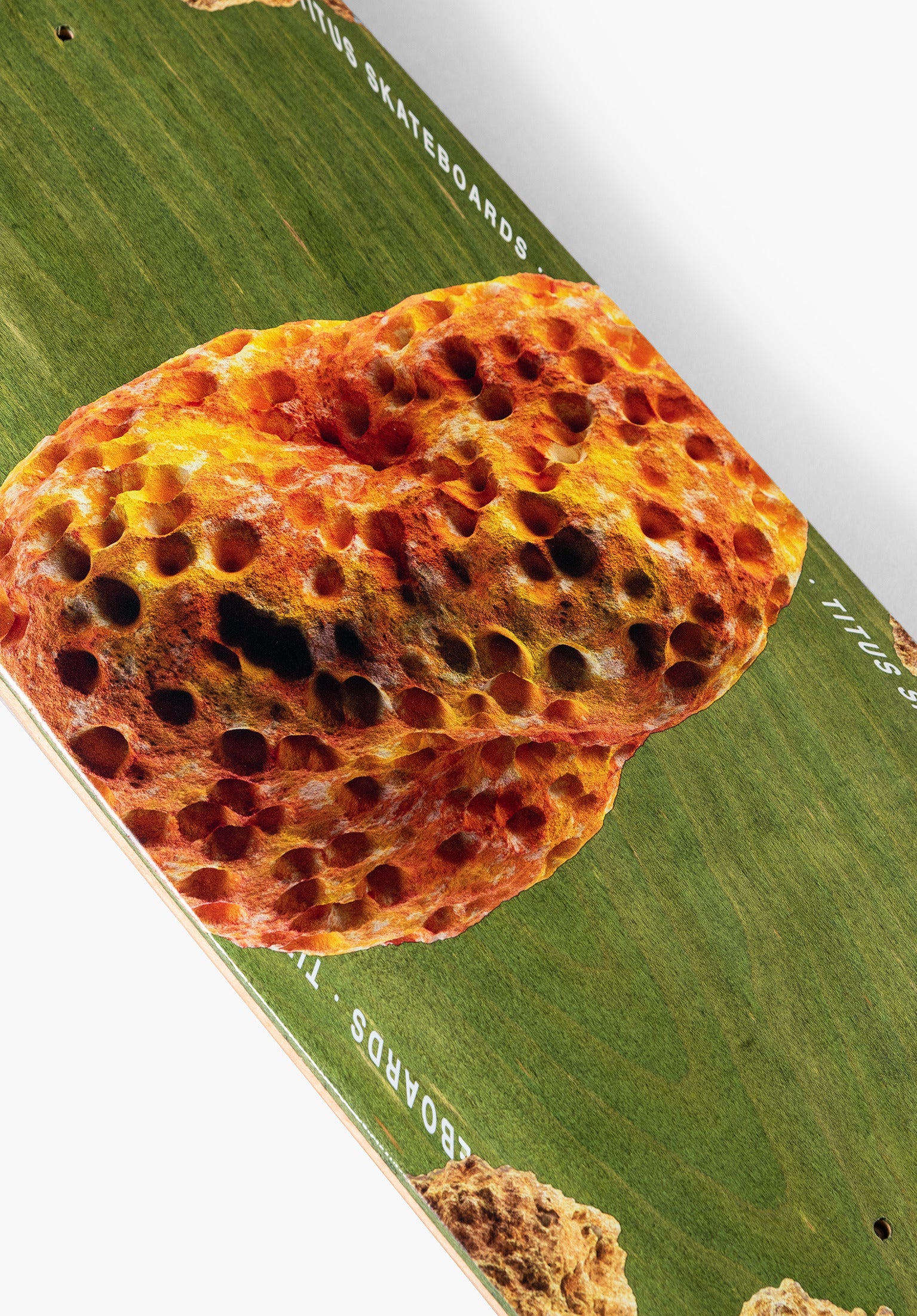 Porifera