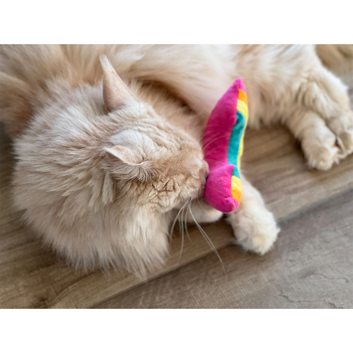 Aumüller Katzenspielkissen Regenbogen günstig kaufen