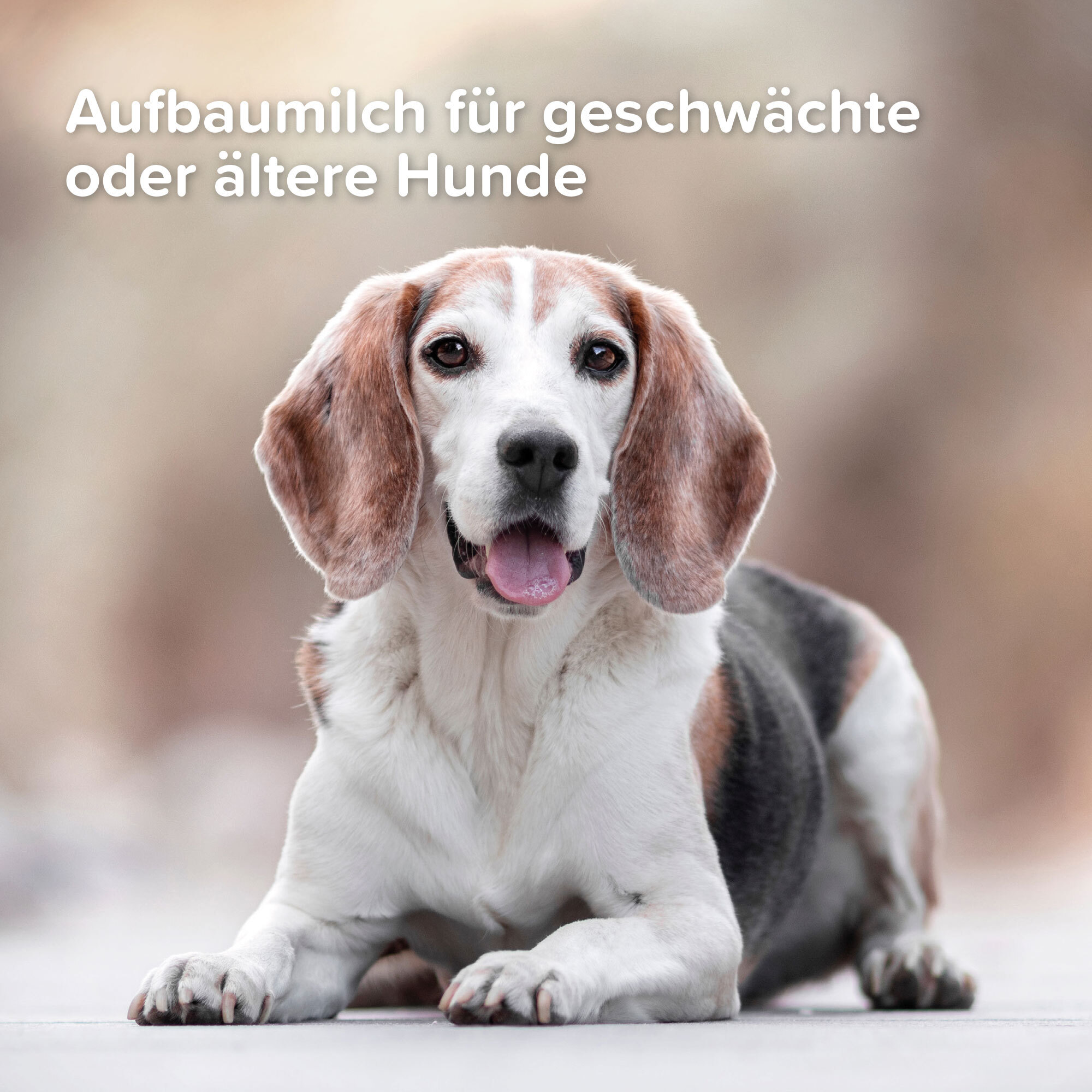 Beaphar Ergänzungsfutter & Aufzucht Beaphar Lactol Aufzucht-Milch 500 g