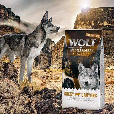 Wolf of Wilderness 