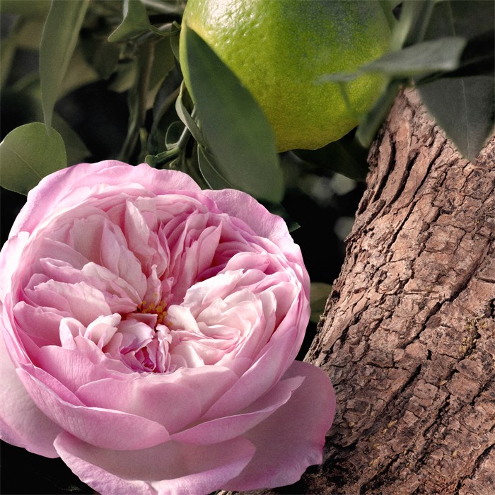 Eau de Parfum Spray Rose Naturelle Intense