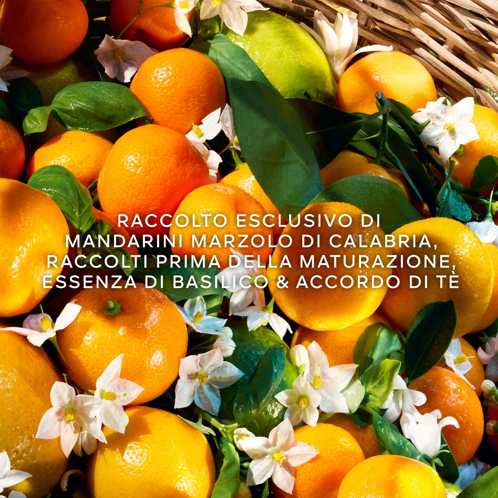 Aqua Allegoria Mandarine Basilic Harvest - Eau de Toilette