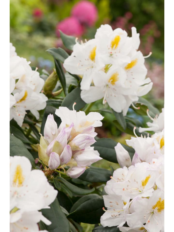 OH2 3er-Set: Rhododendron 'Cunningham's in Weiß günstig kaufen onesize