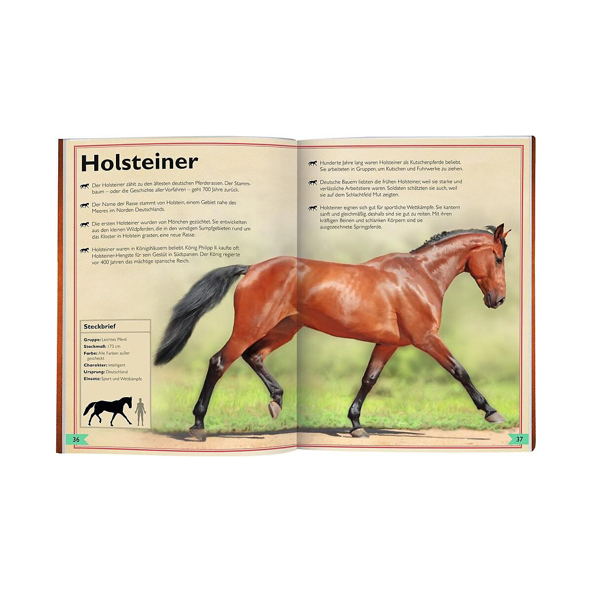 Das Riesenbuch der Pferde und Ponys