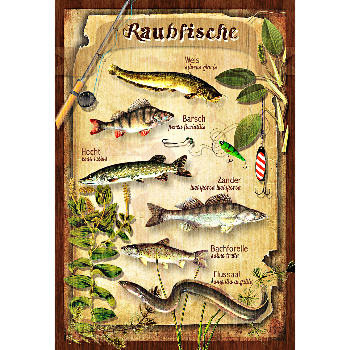 Blechschild (Raubfische)