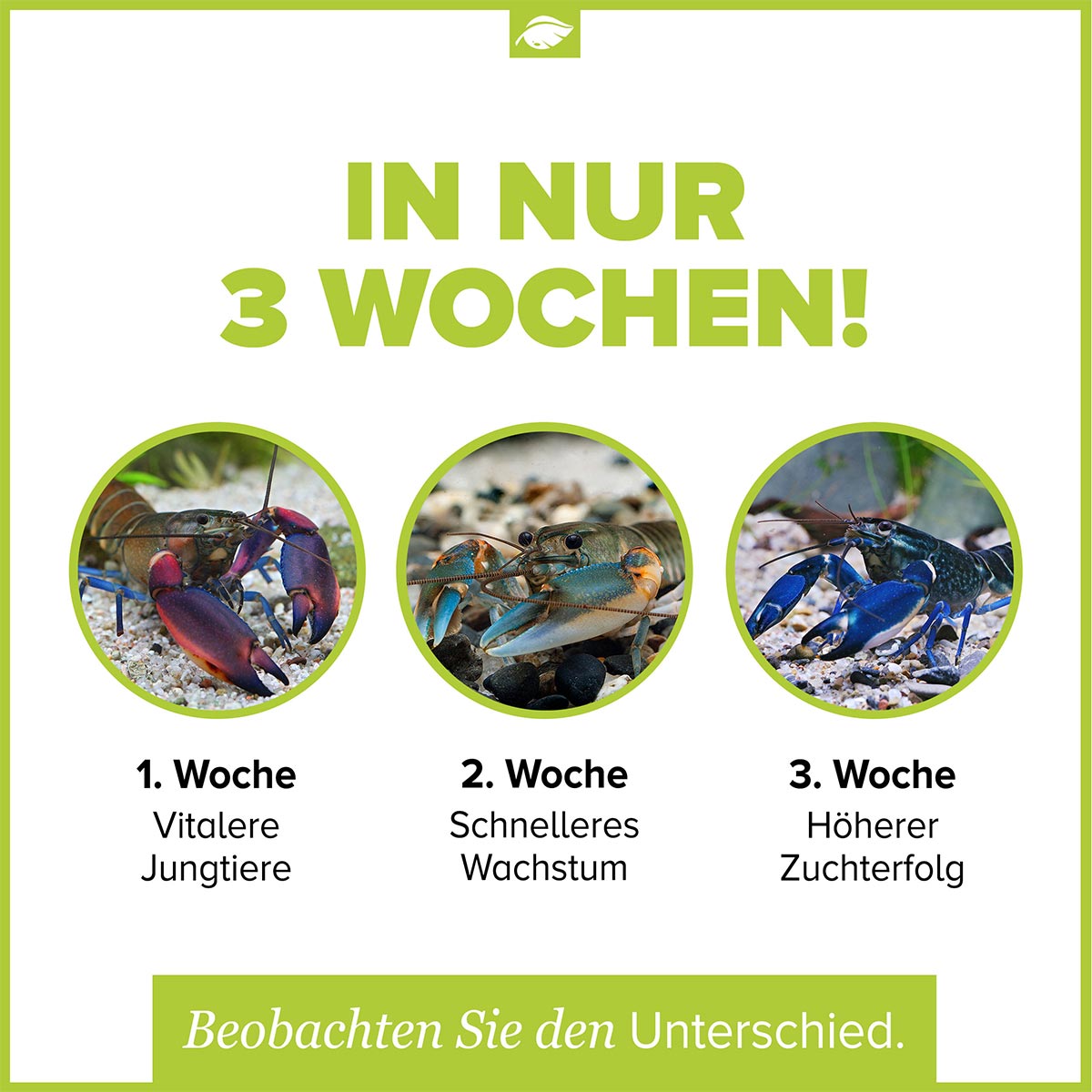 NatureHolic Cherax Junior 30g günstig kaufen