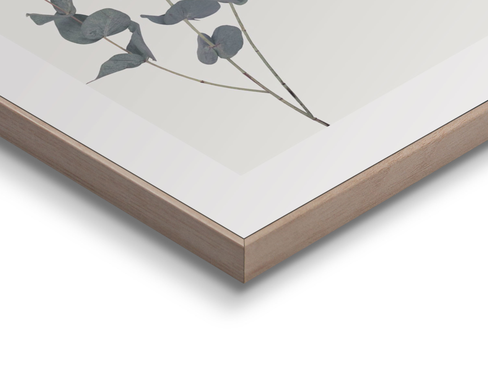 Rahmenbild Eucalyptus