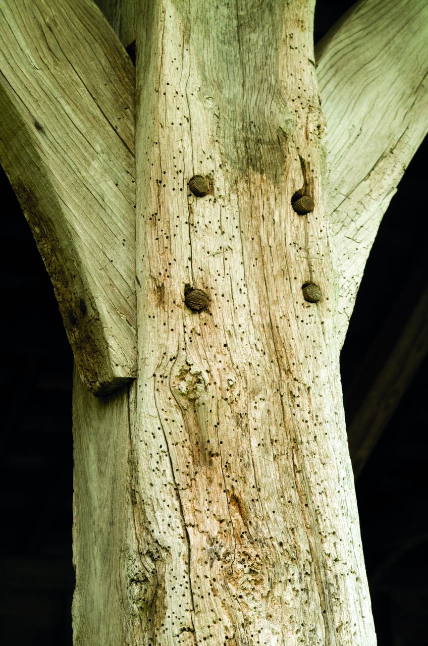 Plid Premium Holzwurmtod Holzwurm-Ex Holzschutz Holzwurm Pinsel Farblos
