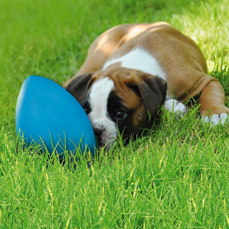 Hundespielzeug runninGegg zu TOP-Preisen % | bitiba