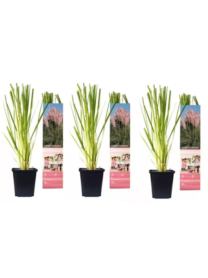 OH2 3er-Set: Pampasgras in Rosa günstig kaufen onesize