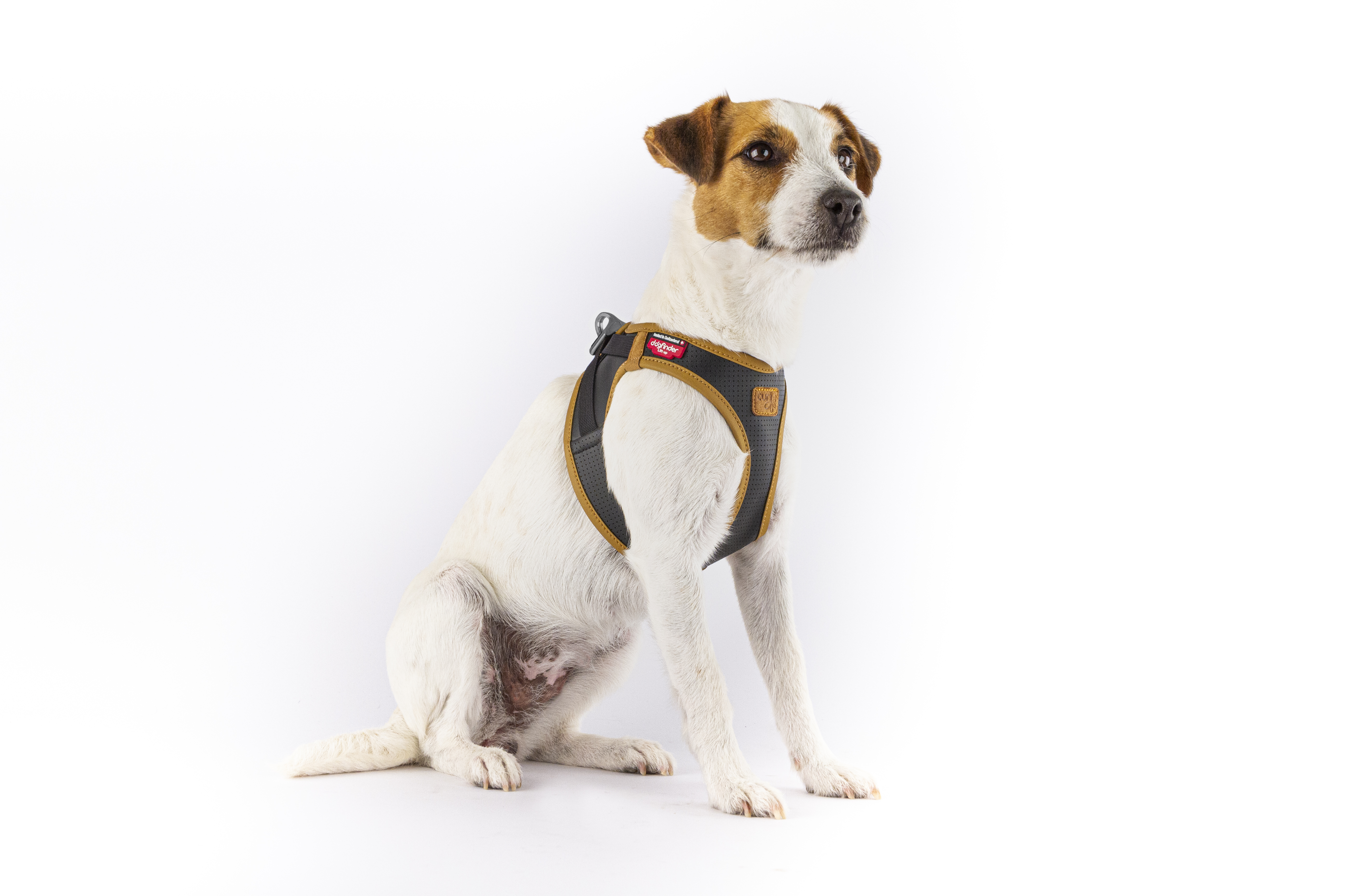 Curli Hundegeschirre Curli Clasp Geschirr aus Apfelleder schwarz S