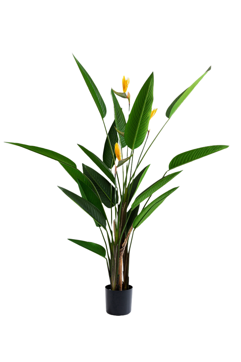 KARE Kunstpflanze Strelitzia