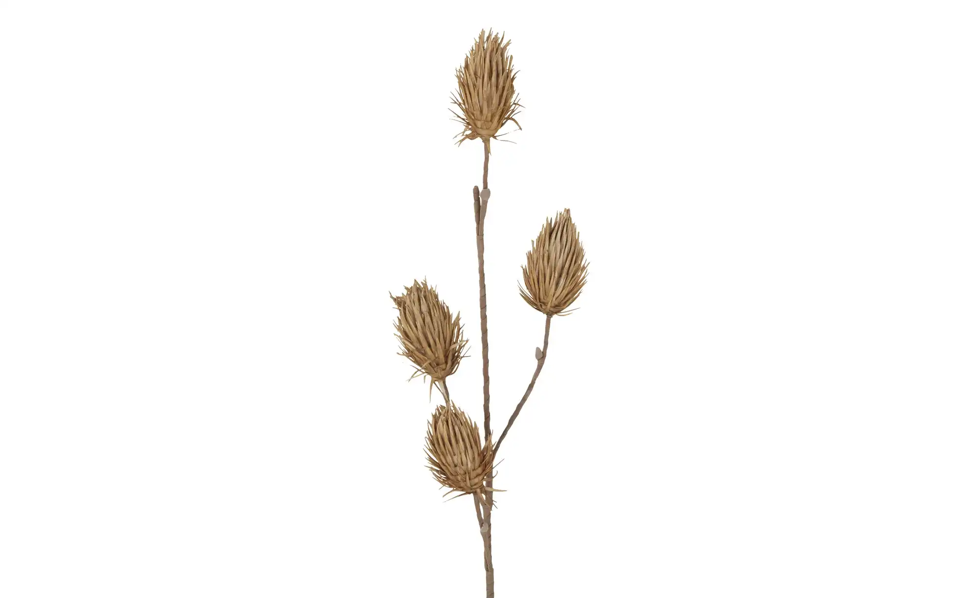 Soft Flower Distelzweig