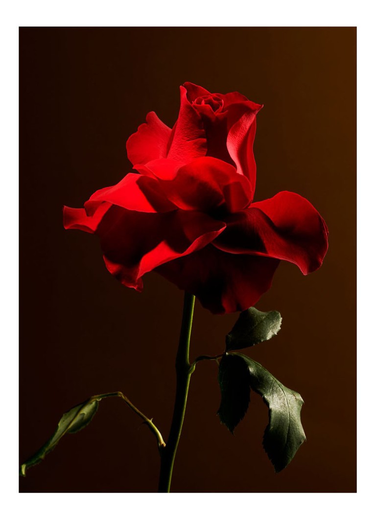 Ανταλλακτικό θυμιαμάτων σε στικ Rituals Imperial Rose - Ανταλλακτικό θυμιαμάτων σε στικ