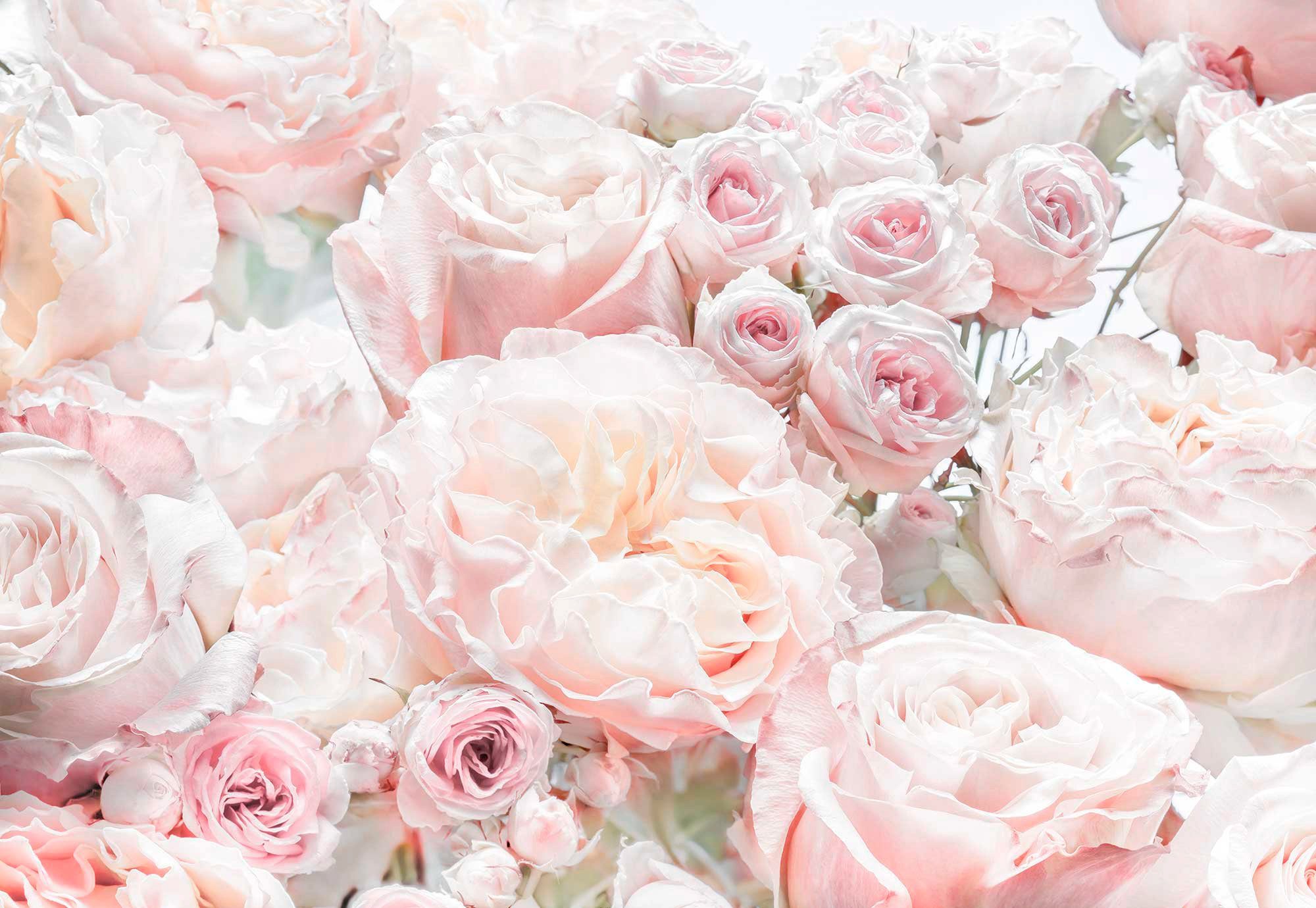 Komar Fototapete Spring Roses, 368x254 cm (Breite x Höhe), inklusive Kleister